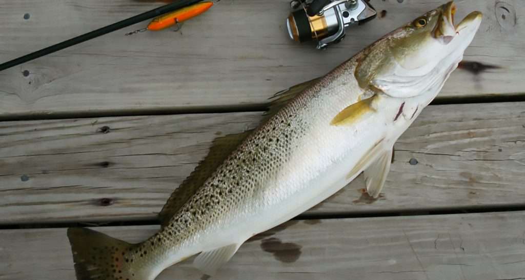 The Saltwater Fishing Lure - Why It Is Important To Understand Your Tackle